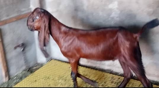 Desi Nagra Bakra