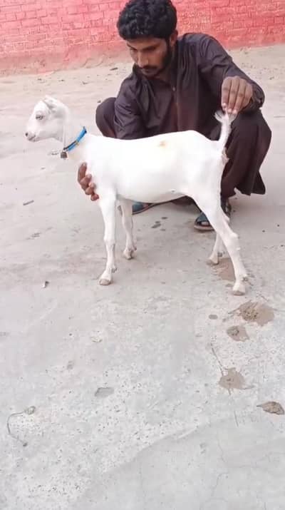 ماشاءاللہ رشین ٹیڈی بکری سفید آنکھوں میں