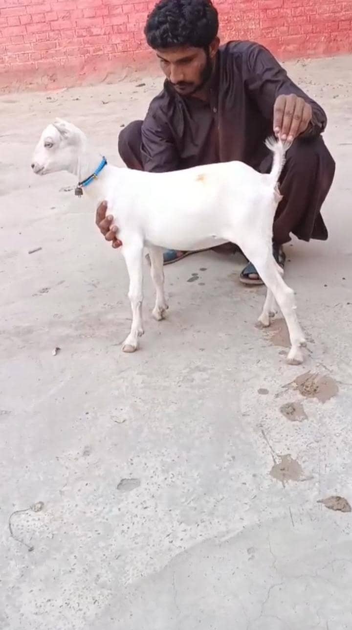ماشاءاللہ رشین ٹیڈی بکری سفید آنکھوں میں 0