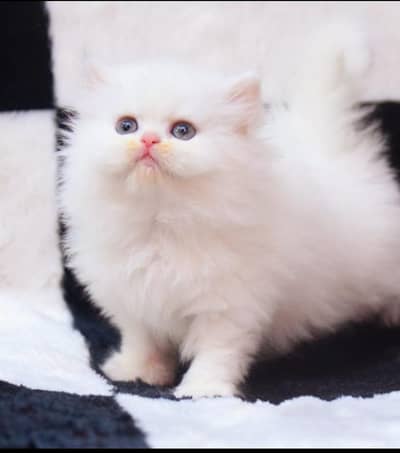 white person triple cort kittens