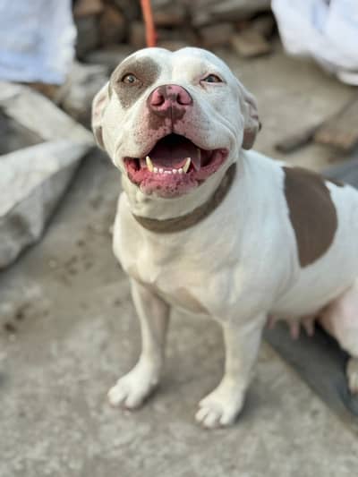 Pitbull Female Pure Imported Bloodline 15 Months