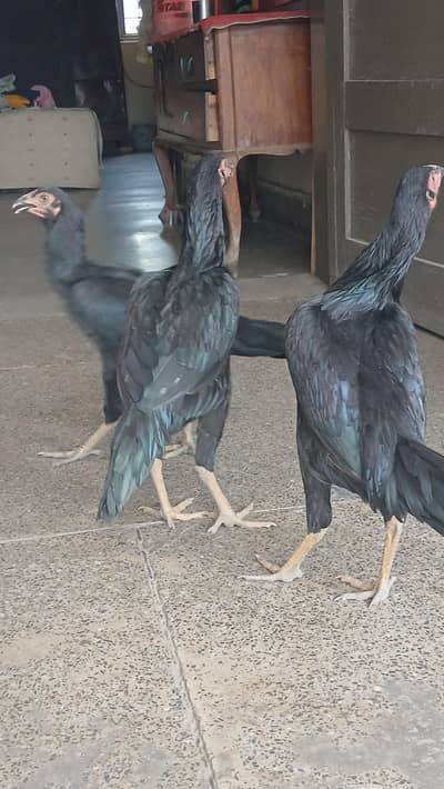 cross breed aseel egg laying & broody