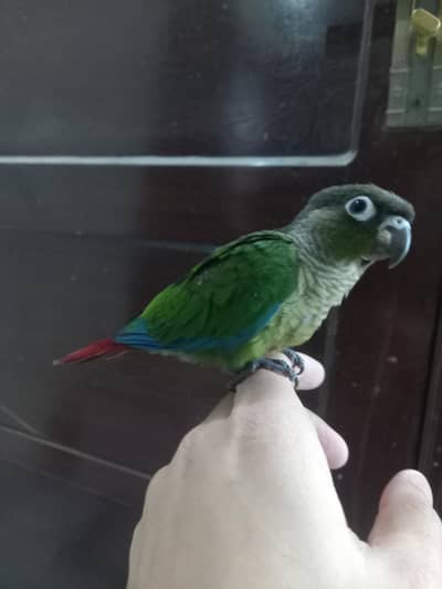 Green cheek conure babe available