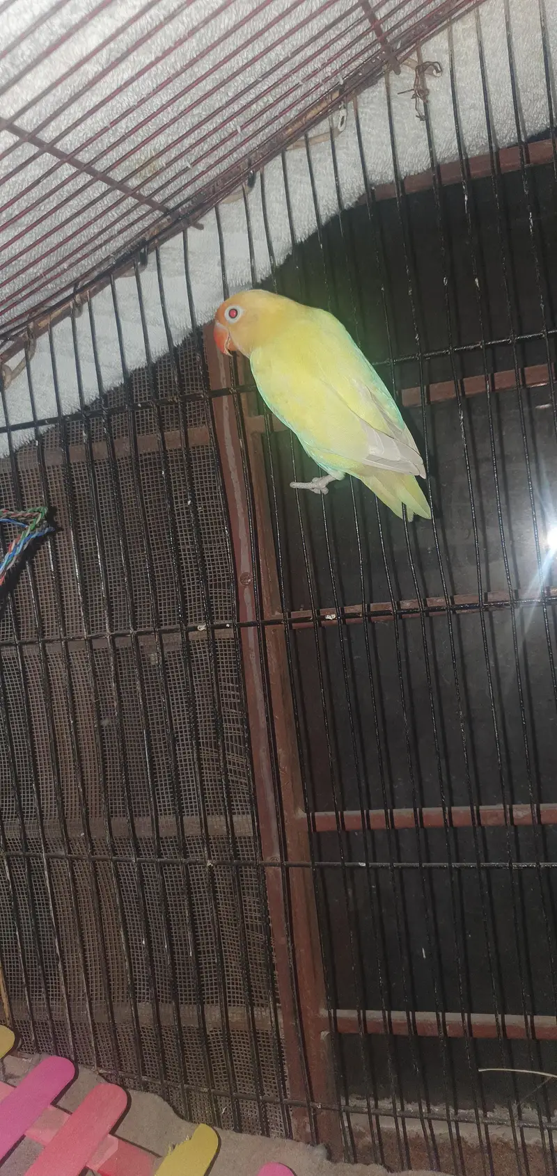 2 years plus pair for sale love bird best confirm 100%