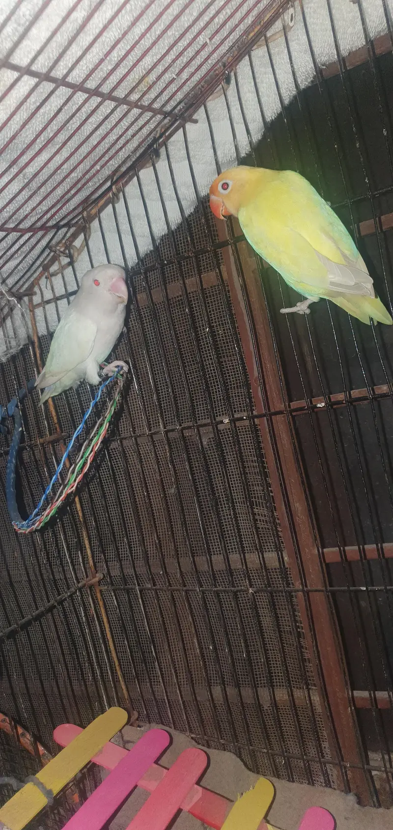 2 years plus pair for sale love bird best confirm 100% — photo 2