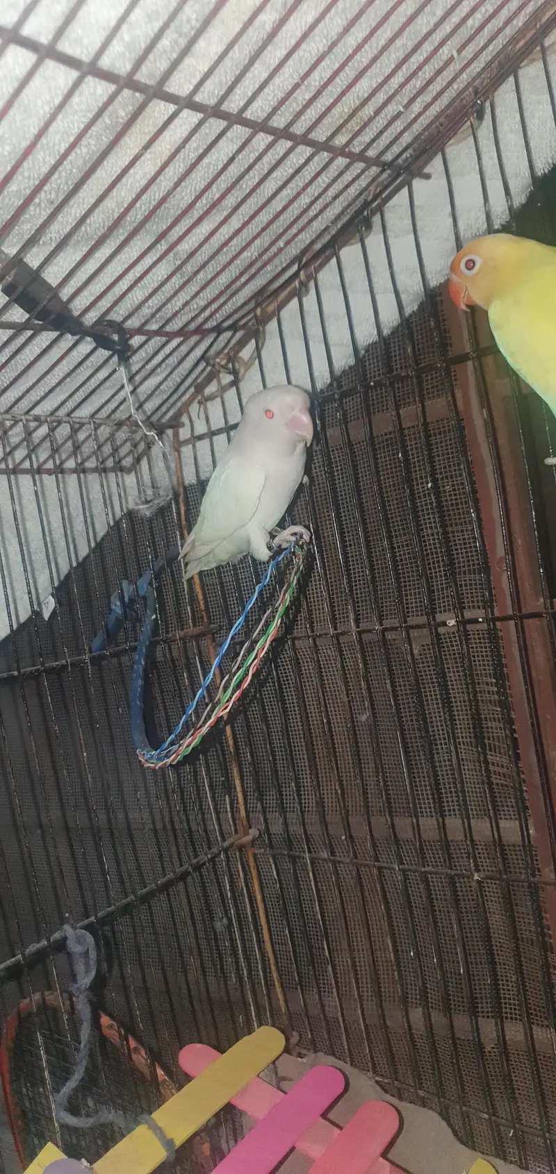 2 years plus pair for sale love bird best confirm 100% — photo 3
