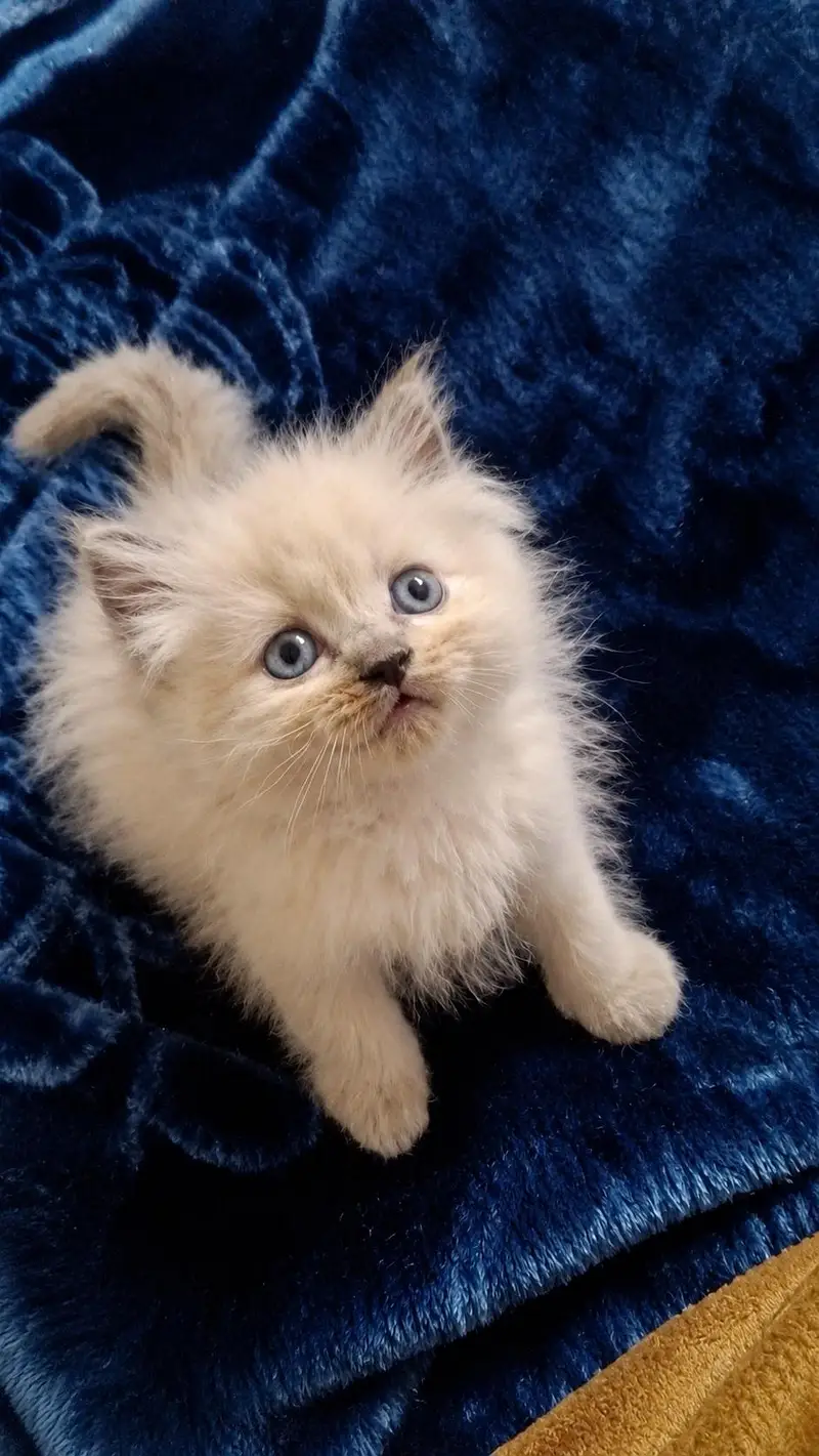kitten
