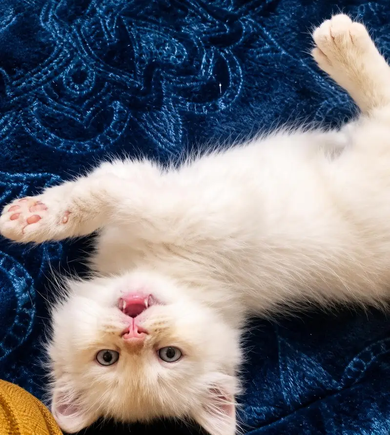kitten — photo 2