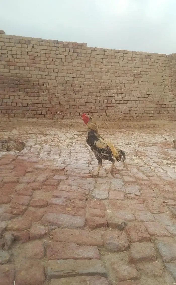 mainwali Aseel location hafizabad — photo 3