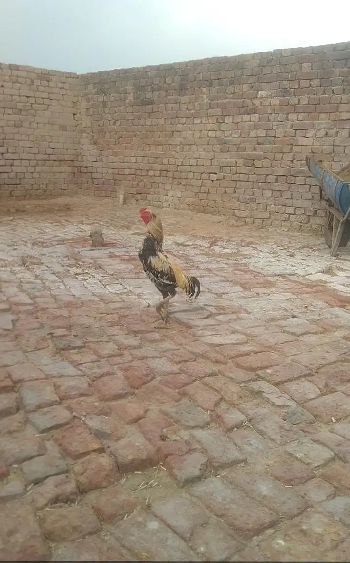 mainwali Aseel location hafizabad — photo 4
