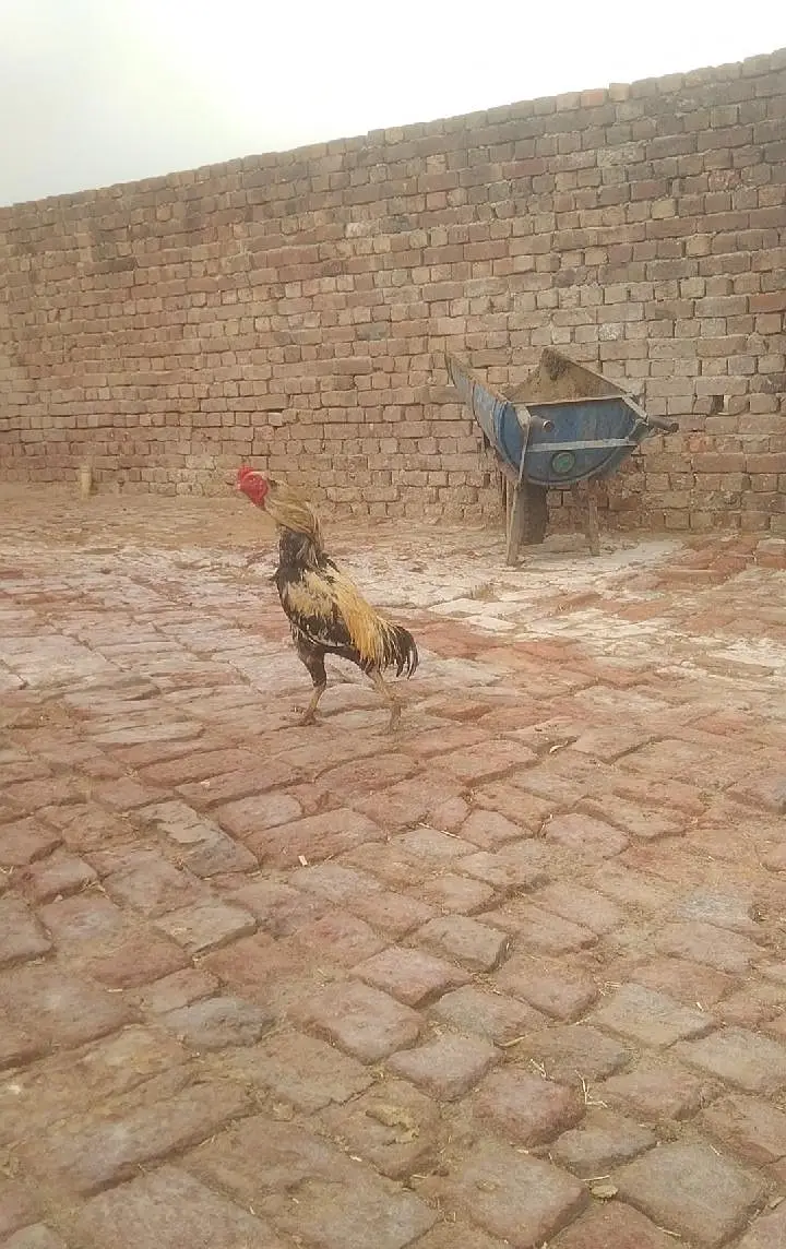 mainwali Aseel location hafizabad — photo 5