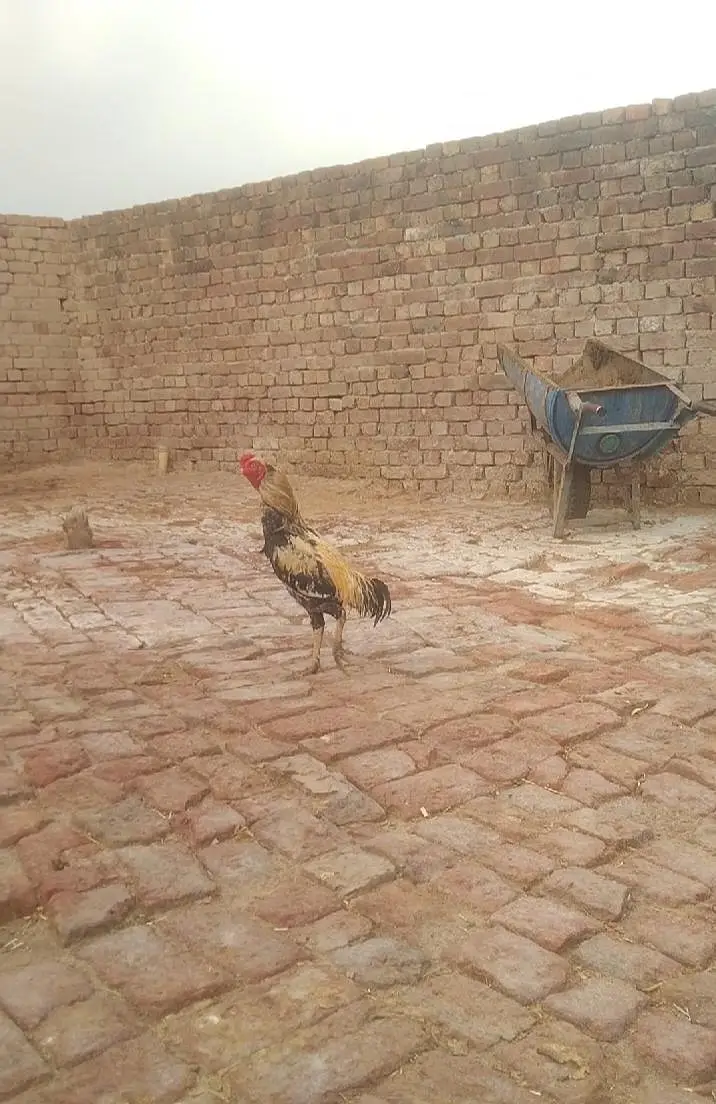 mainwali Aseel location hafizabad — photo 6