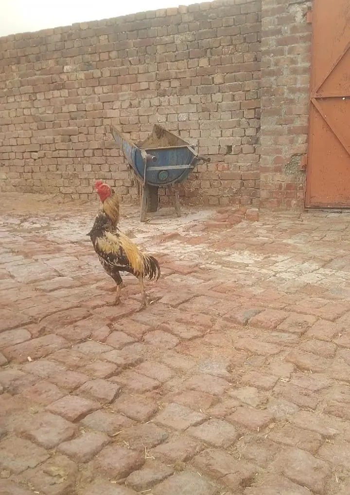 mainwali Aseel location hafizabad — photo 7