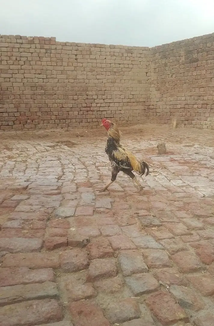 mainwali Aseel location hafizabad — photo 8
