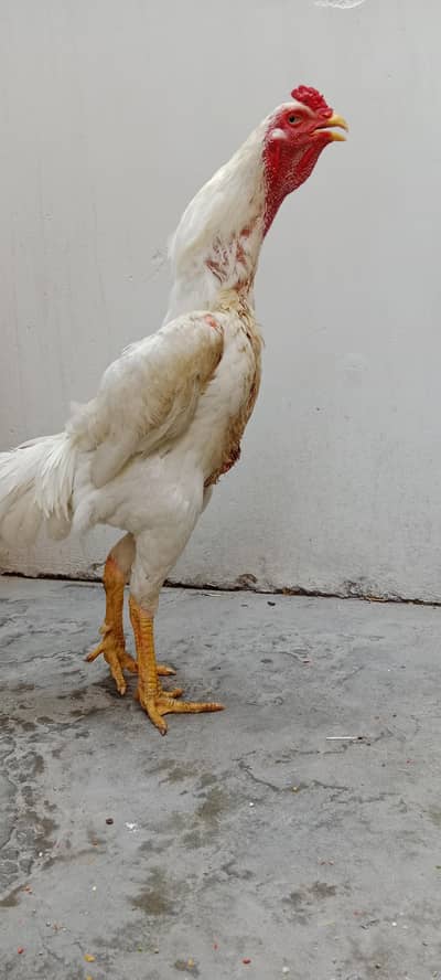 Pure white shamo male