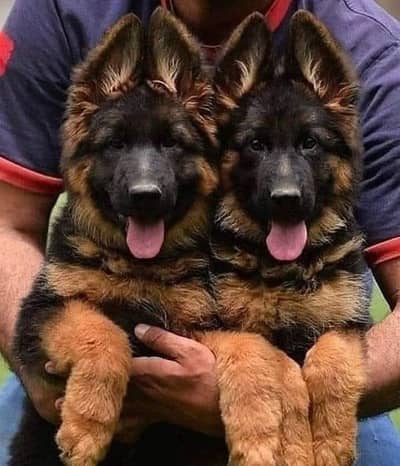 German Shepherd puppy dog 2 month age for sale
