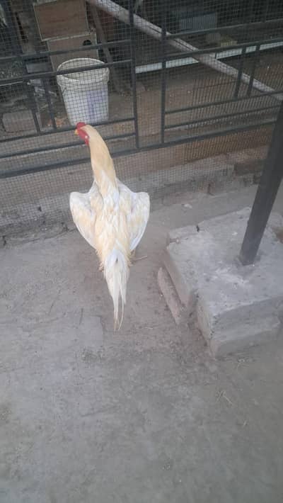 aseel shamo pure white murgha