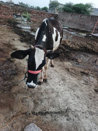 3 Years Healthy Female Cow For Sale