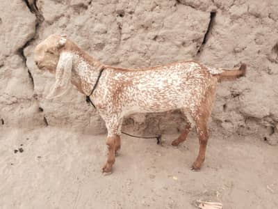 desi Bakra for sale 03188945675