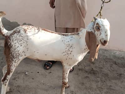 desi Bakra for Sale Mashallah Call 03188945675