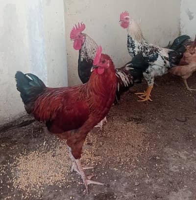 Ghar KY pali Dasi murga 03454913682