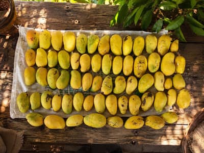 Mango (Sindhri aur Langra) , 150 rupee per kg