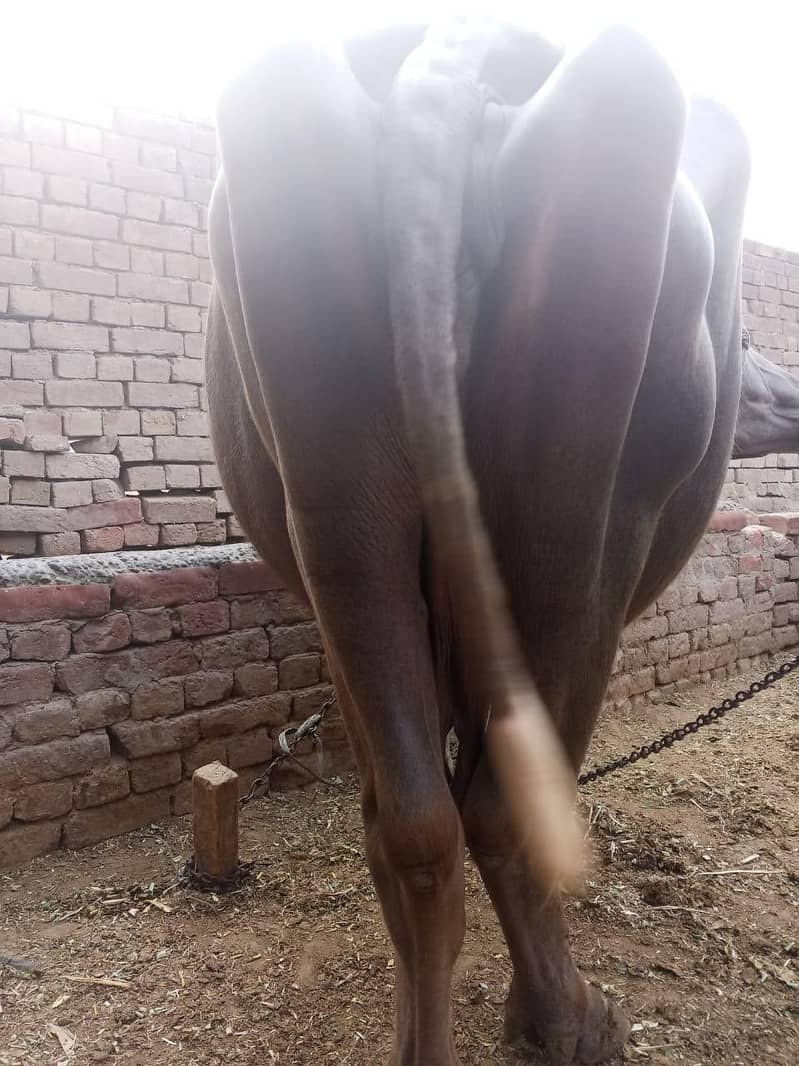 3 buffalo 03268845708 2