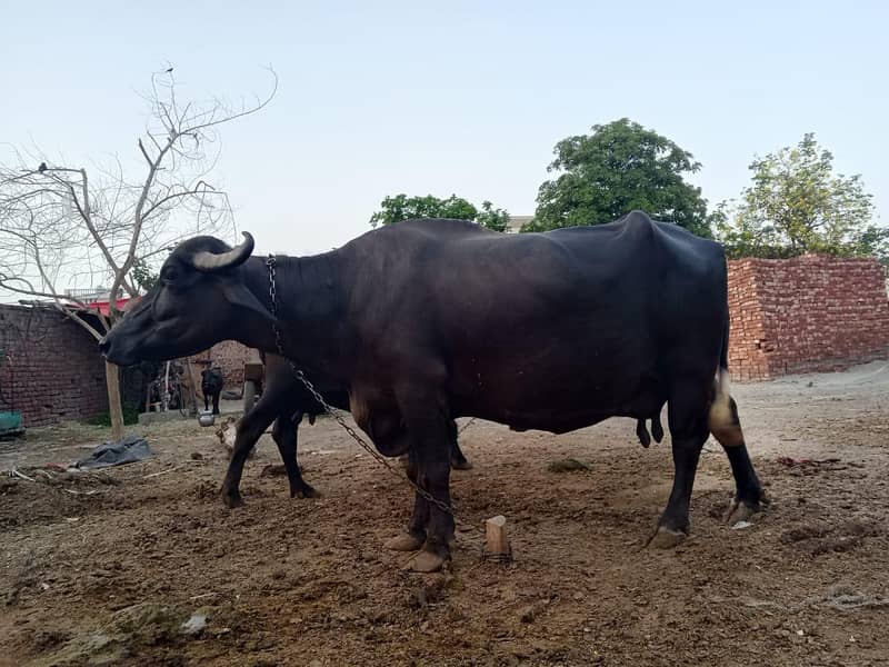 3 buffalo 03268845708 3