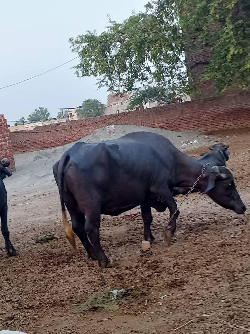 3 buffalo 03268845708 5