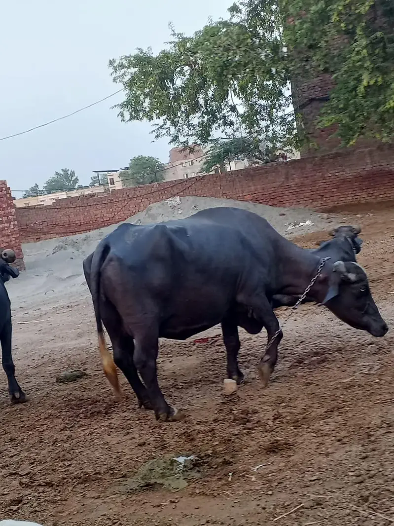 3 buffalo 03268845708 — photo 6