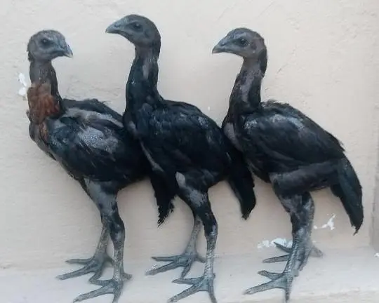 Black dragon chicks