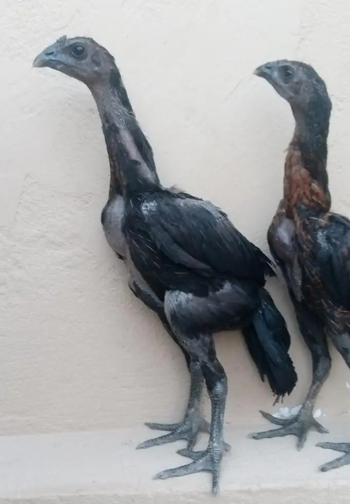 Black dragon chicks — photo 2