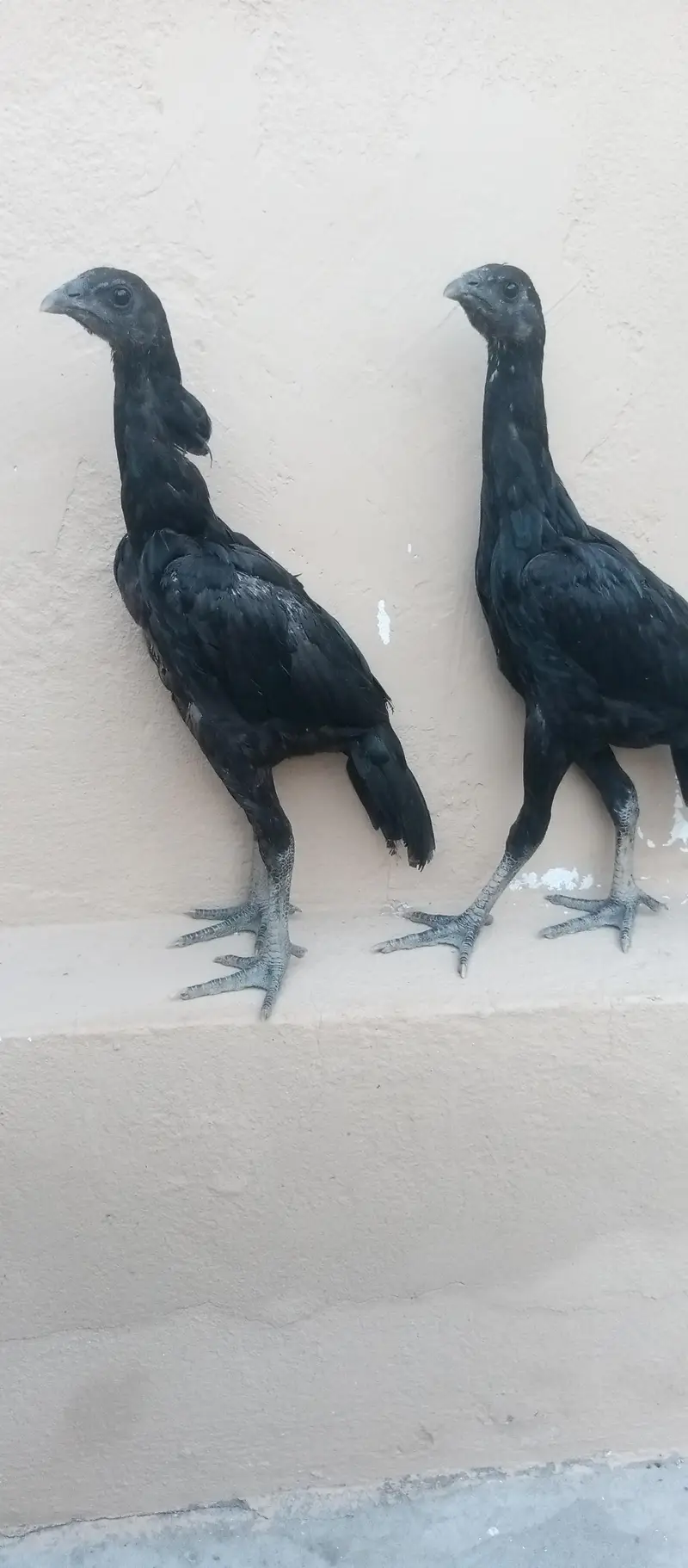 Black dragon chicks — photo 3
