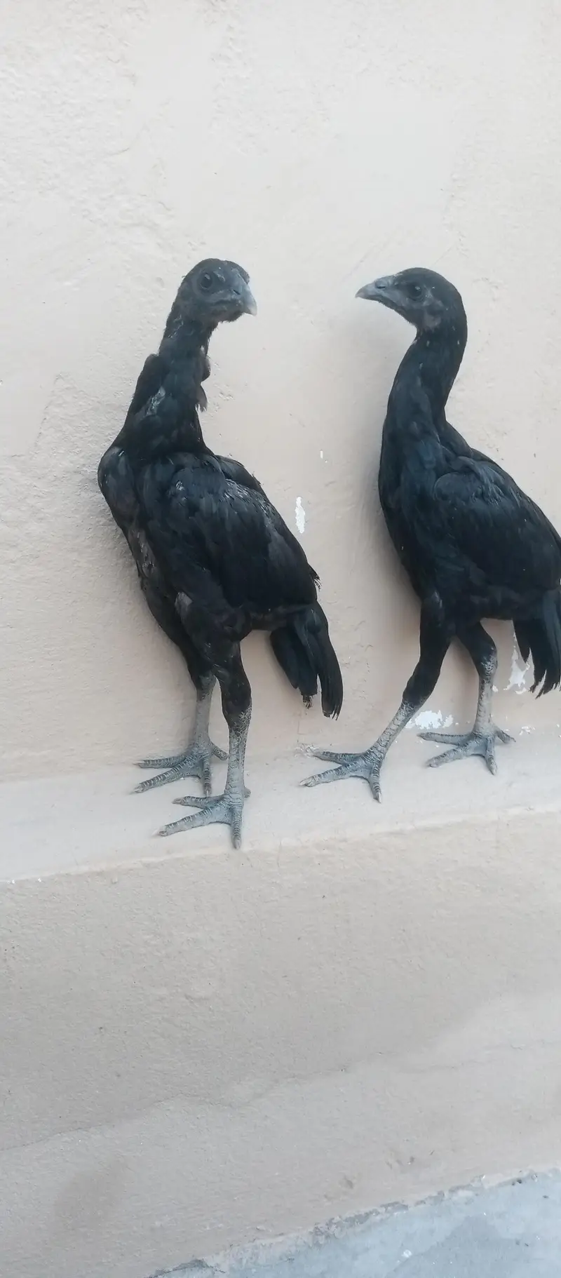 Black dragon chicks — photo 4