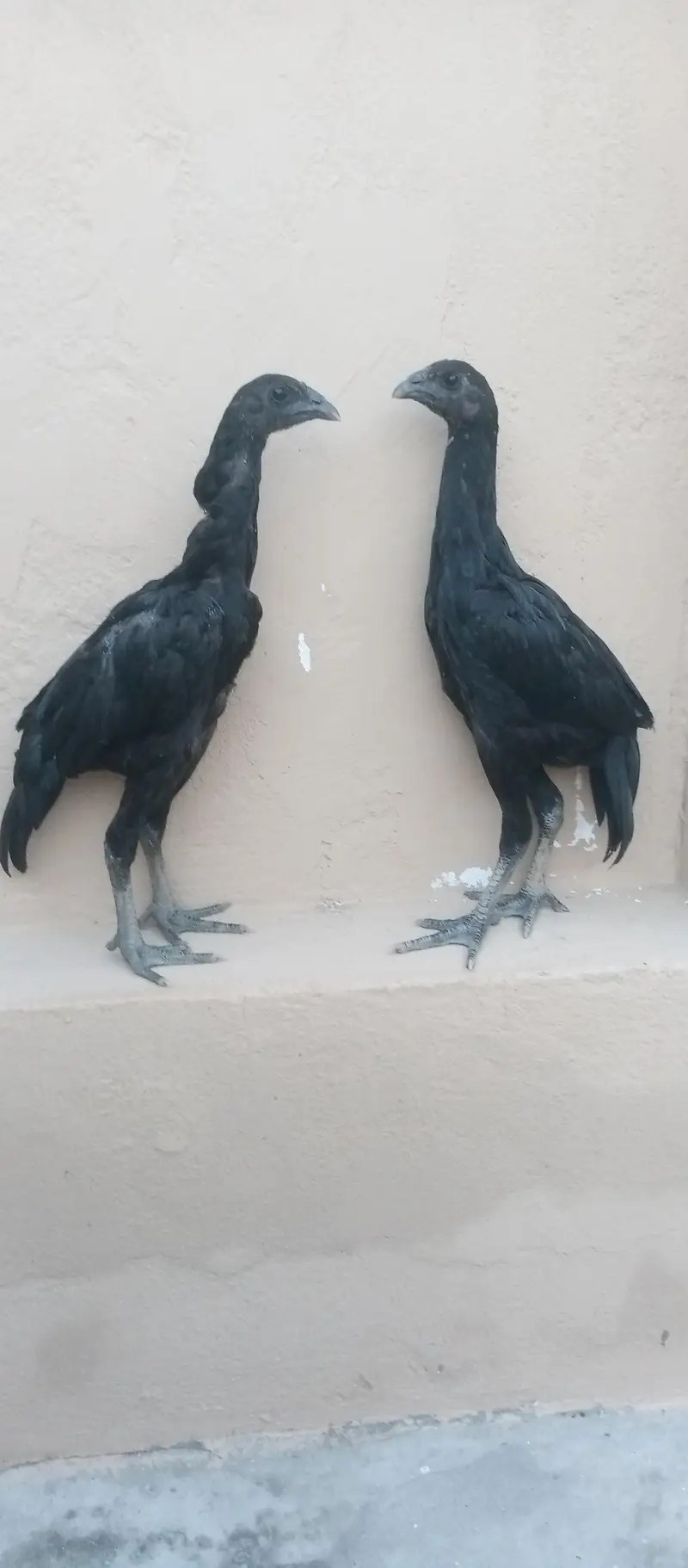 Black dragon chicks — photo 5