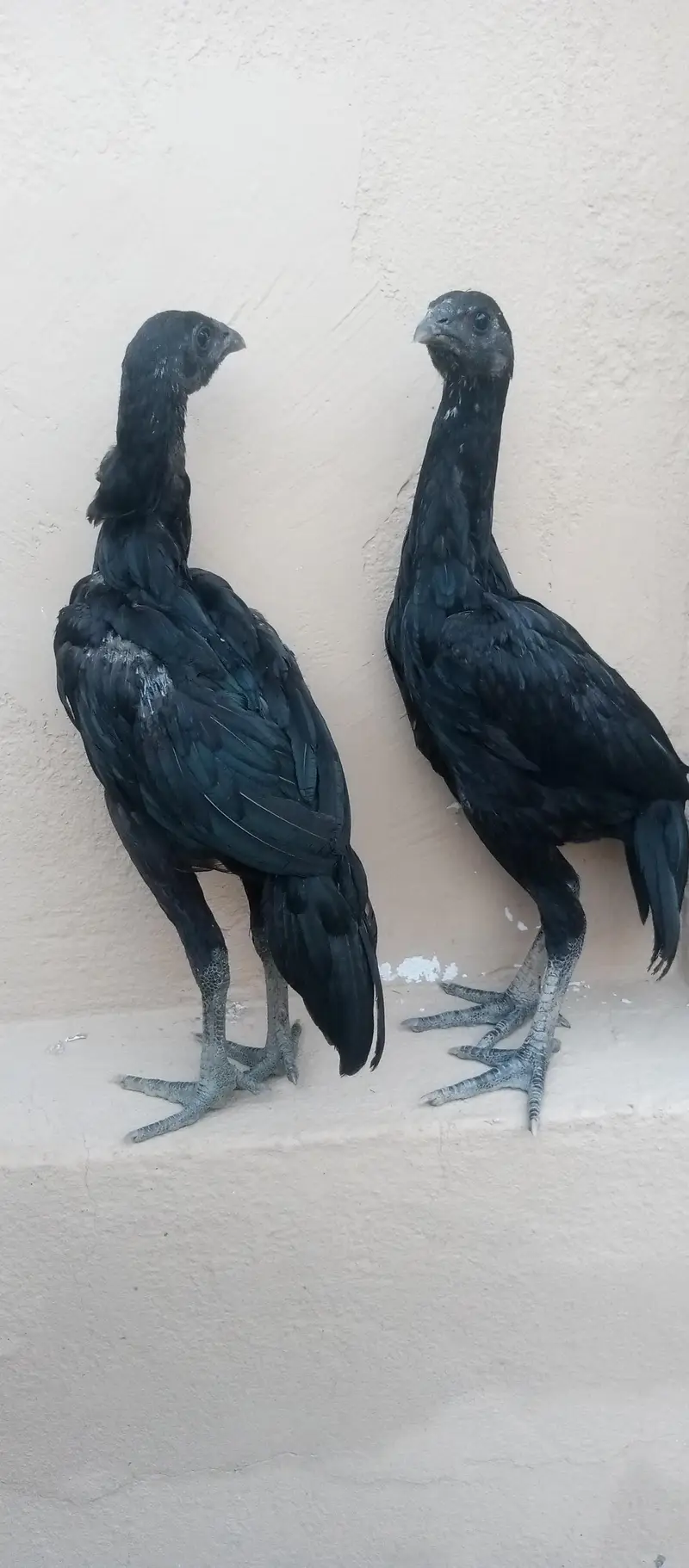 Black dragon chicks — photo 6