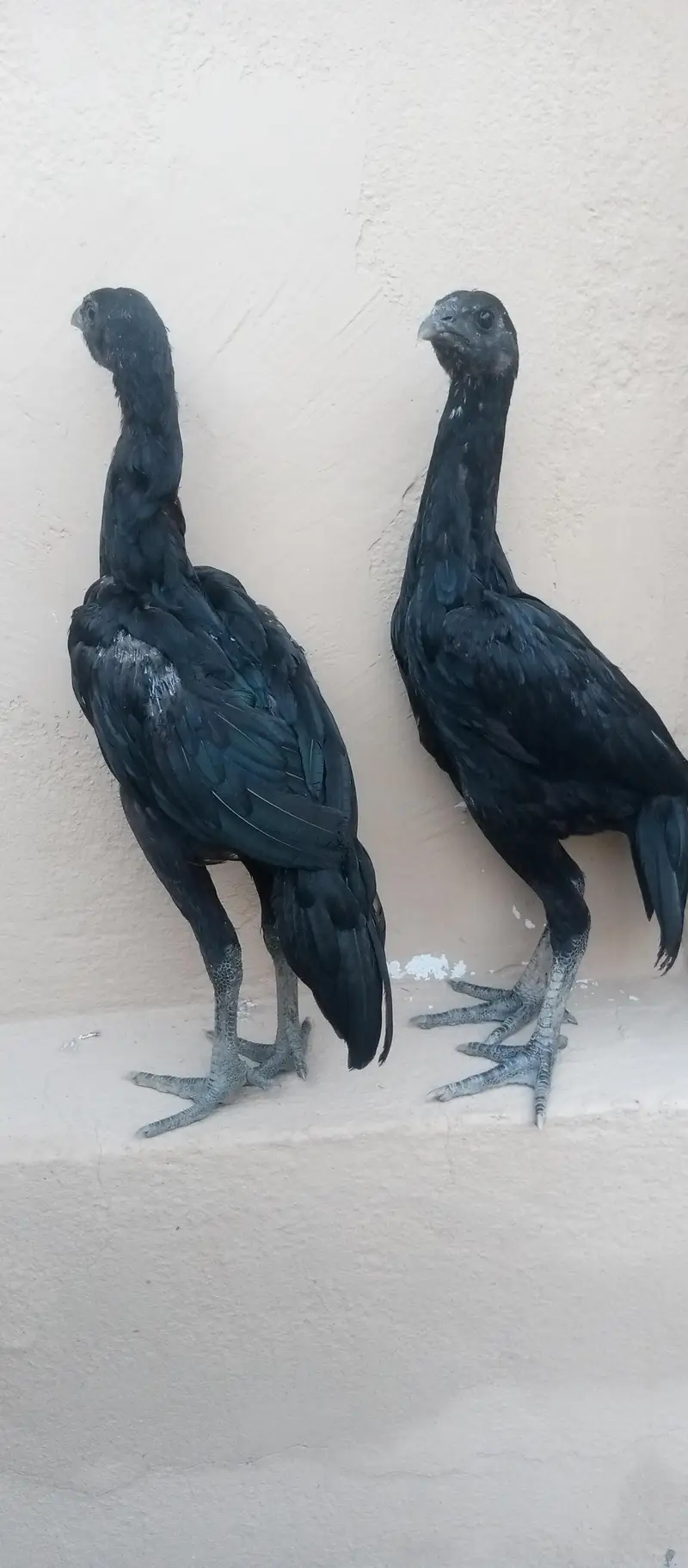 Black dragon chicks — photo 7