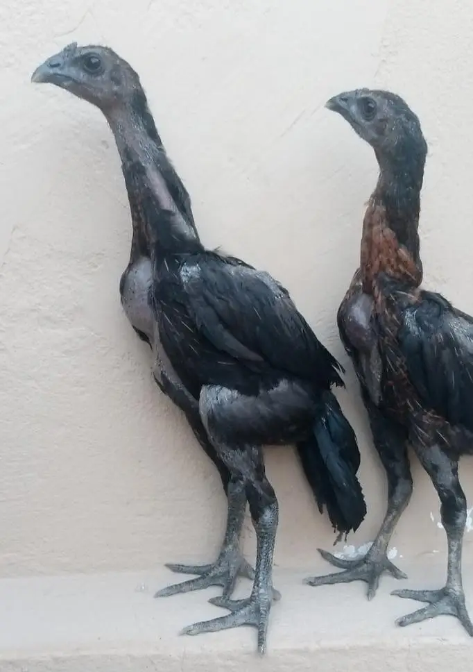 Black dragon chicks — photo 8
