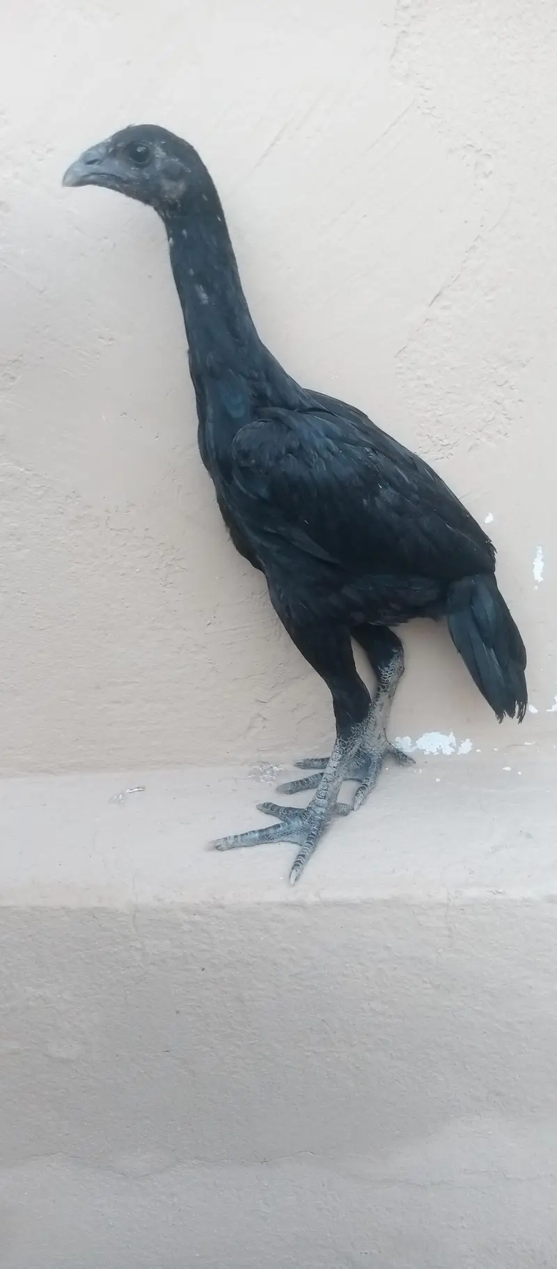 Black dragon chicks — photo 9