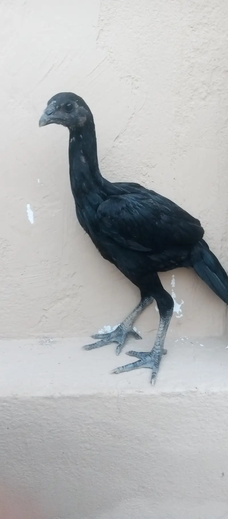 Black dragon chicks — photo 10
