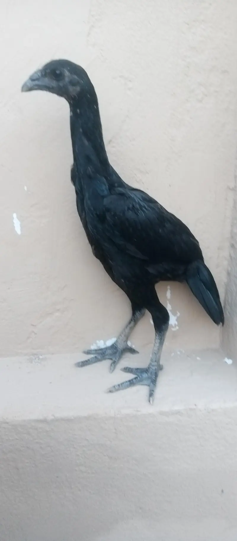Black dragon chicks — photo 11