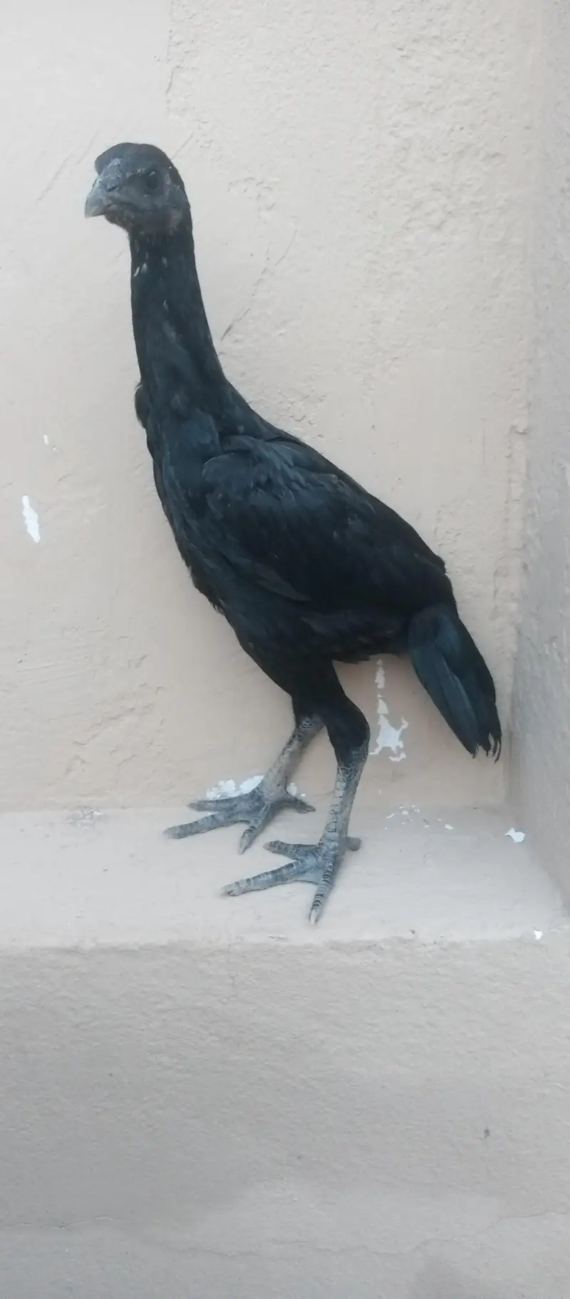 Black dragon chicks — photo 12
