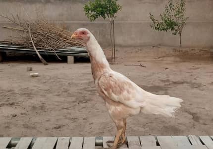 Aseel Pathi for sale
