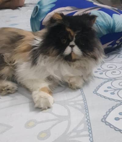 breeder cat from cfa line exchange possible with Shihtzu pup