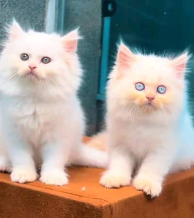 Persian cats My WhatsApp 03463968260 /£^¢¥¥¢§π√£€€££€
