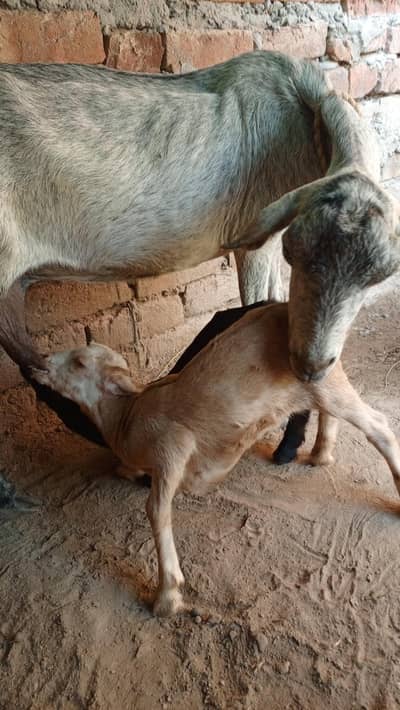 Bakri For sale is ka 2 baby be sath hain What'sapp no 03039004948