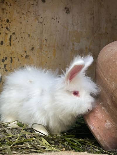 Pure english red eyes angora breeder available