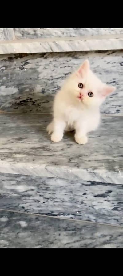 Persian kittenvaccinated triple coted and littler trend/0325/458308/