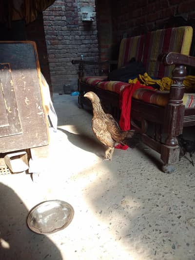 مرغیہےیہ