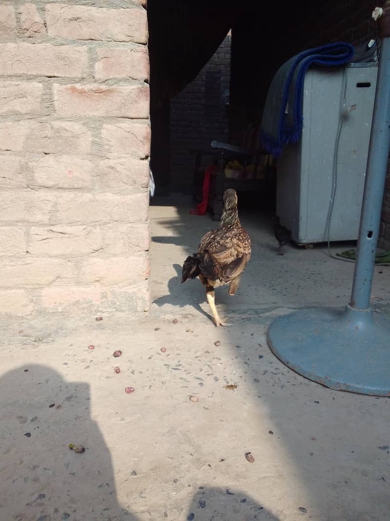 مرغیہےیہ 1